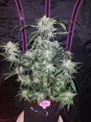 Tangie Auto – product view 4
