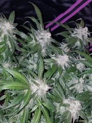 Tangie Auto – product view 5