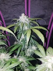 Tangie Auto – product view 6