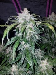 Tangie Auto – product view 7