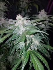 Tangie Auto – product view 8