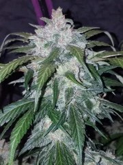 Tangie Auto – product view 9
