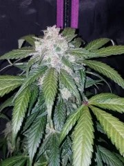 Tangie Auto – product view 10