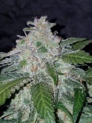 Tangie Auto – product view 11