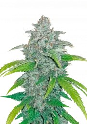 Blue Dream Auto – product view 1