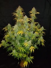 Blue Dream Auto – product view 2