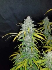 Blue Dream Auto – product view 3
