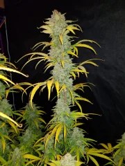 Blue Dream Auto – product view 4