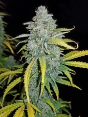 Blue Dream Auto – product view 5