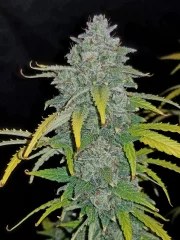 Blue Dream Auto – product view 6