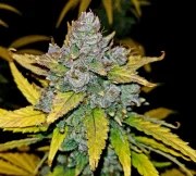 Blue Dream Auto – product view 7