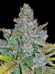 Blue Dream Auto – product view 8