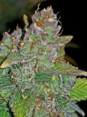 Blue Dream Auto – product view 9