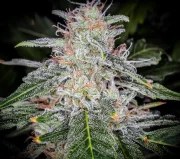 Blue Dream Auto – product view 10