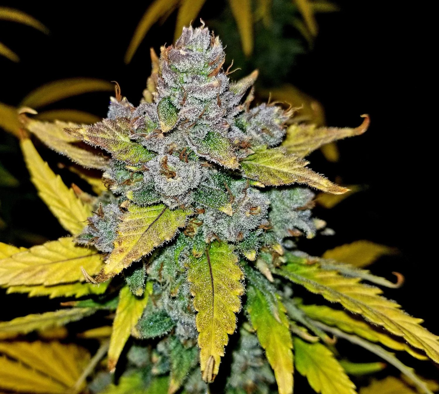 Blue Dream Auto – FastBuds – Autoflowering