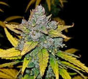 Blue Dream Auto – FastBuds – Autoflowering