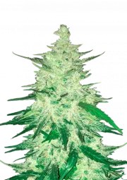 CBD Auto 1:1 (CBD Crack) – product view 1