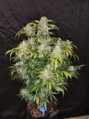 CBD Auto 1:1 (CBD Crack) – product view 2