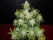 CBD Auto 1:1 (CBD Crack) – product view 3