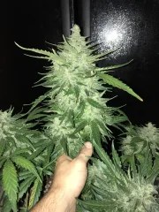 CBD Auto 1:1 (CBD Crack) – product view 4