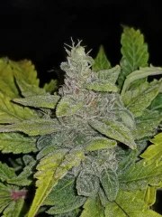 CBD Auto 1:1 (CBD Crack) – product view 5