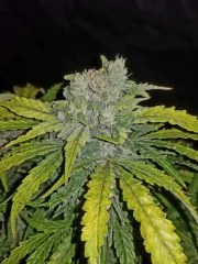 CBD Auto 1:1 (CBD Crack) – product view 6