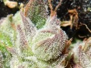 CBD Auto 1:1 (CBD Crack) – product view 7