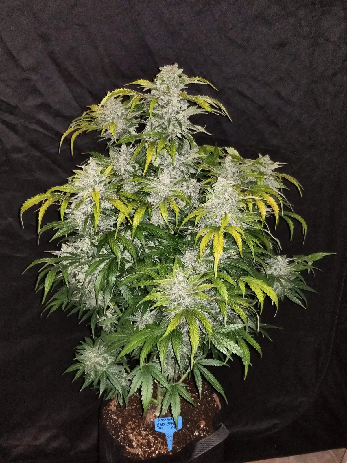 CBD Auto 1:1 (CBD Crack) – FastBuds – Autoflowering