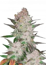 Cream Cookies Auto – product view 1