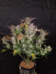 Cream Cookies Auto – product view 2