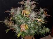 Cream Cookies Auto – product view 3