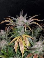 Cream Cookies Auto – product view 4