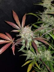 Cream Cookies Auto – product view 5