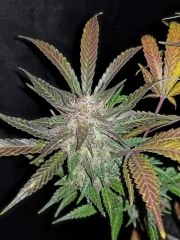 Cream Cookies Auto – product view 6