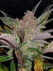 Cream Cookies Auto – product view 7