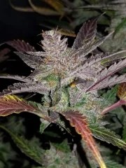 Cream Cookies Auto – product view 8