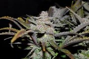 Cream Cookies Auto – product view 9