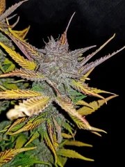 Cream Cookies Auto – product view 10