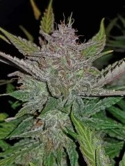 Cream Cookies Auto – product view 11