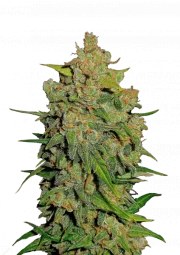 Lemon AK Auto – product view 1