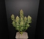 Lemon AK Auto – product view 2