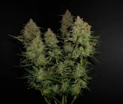 Lemon AK Auto – product view 3