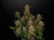 Lemon AK Auto – product view 4