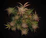 Lemon AK Auto – product view 5
