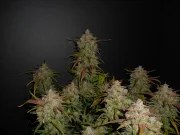 Lemon AK Auto – product view 6