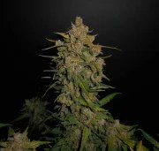 Lemon AK Auto – product view 7