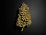 Lemon AK Auto – product view 8