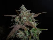 Lemon AK Auto – product view 9