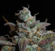 Lemon AK Auto – product view 10