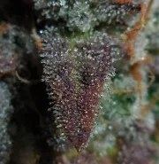 Lemon AK Auto – product view 11